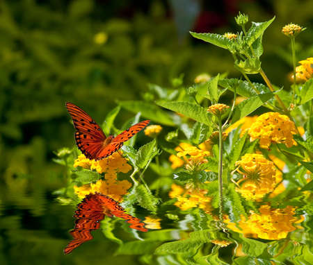 Red Monarch on Yellow Lantana Wings Spreadの写真素材