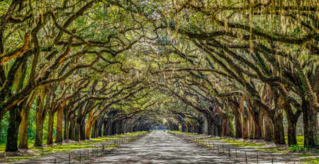 Wormsloe Plantationの写真素材