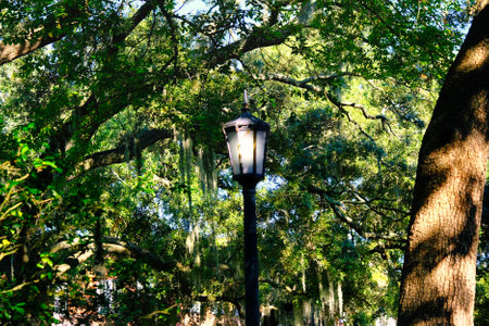 Old Lamp in Southern Parkの写真素材