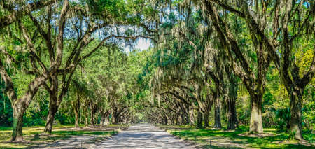 Avenue of Oaks in Georgiaの写真素材