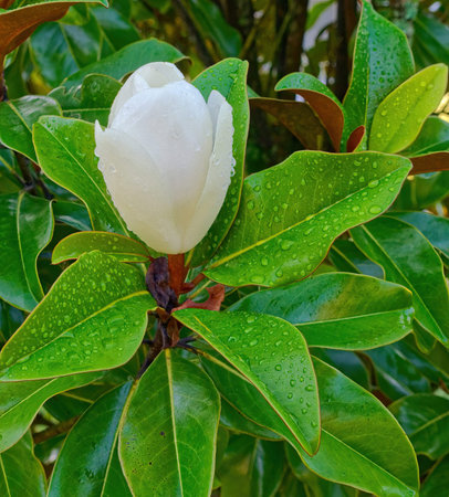 Dew on Magnolia Budの写真素材