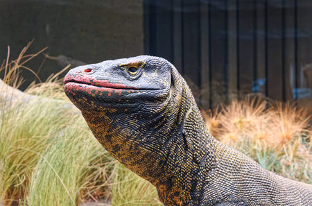Komodo Dragon in Museum of Natural Historyのeditorial素材