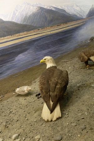Eagle in Museum of Natural Historyのeditorial素材