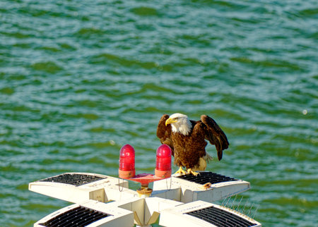 Eagle on Perch in Vancouver Harbour