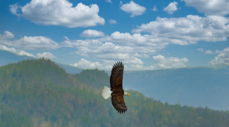 Bald Eagle Over Mountains near Juneau, Alaskaの写真素材
