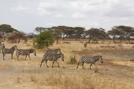 A Herd of Zebras in Tanzaniaの写真素材