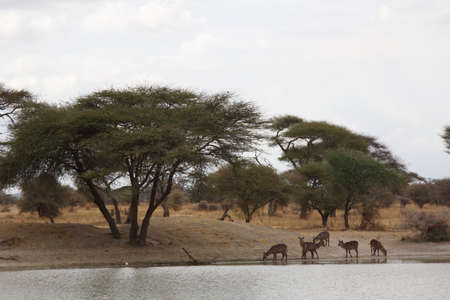 Waterbuck Near a Pond in Tanzaniaの写真素材