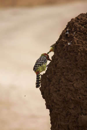 A Single Barbet Hunts for Termitesの写真素材