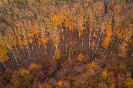 Voderady Beechwood is a National Nature Reserve. There are natural beech forests on relatively acidic soil in the reserve, and the type of forest habitat that needs protection.の写真素材