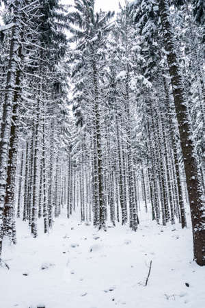 Sumava National Park is one of four national parks in Czechia. It is located in two southern regions to create a natural border between the Czech Republic on one side of Germany and Austria.の写真素材