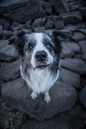 The border collie is working and herding dog breed developed in Scottish borders for herding livestock, especially sheep. Considered highly intelligent, extremely energetic, acrobatic.の写真素材