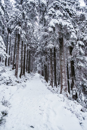 Krokonose mountains is located in northeastern Bohemia and in the south of the Polish part of Silesia. The highest mountain in the Giant Mountains and the whole of the Czech Republic is Snezka 1603m.の写真素材