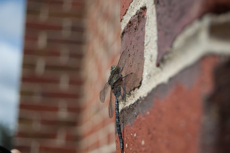 A pretty dragonly lands on a brick schoolhouse buildingの写真素材