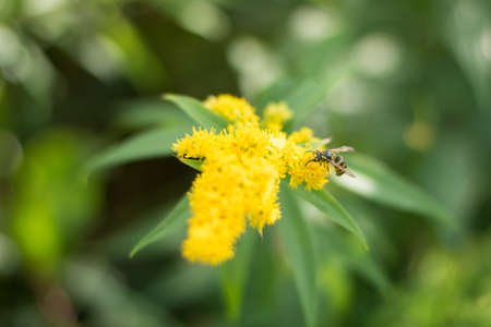 A bee is busily pollinating, using the yellow flowering shrubsの写真素材