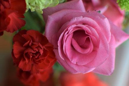 Rose and carnation