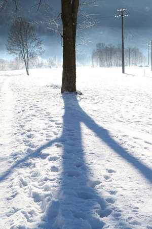 tree shadowの写真素材