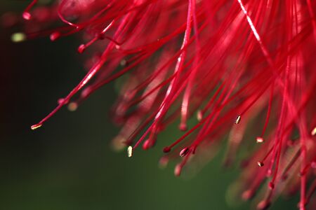 Plant Stamens in closeup of Lemon Bottlebrush flower blooming in late April sunshineの写真素材