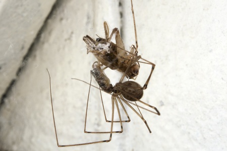 Home spider eating a fly whit a cricket also trapped in its webの写真素材
