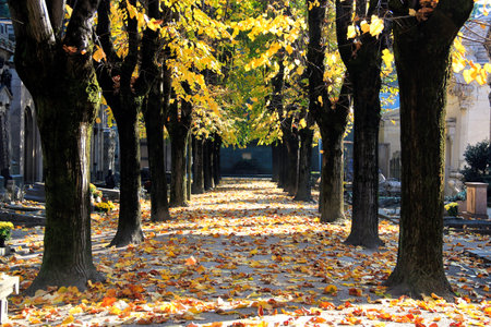 Wooded way in autumn - Cimitero Monumentale