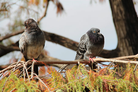 dove couple