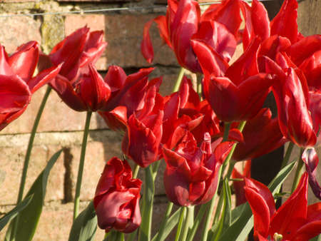 red flowers close-upの写真素材