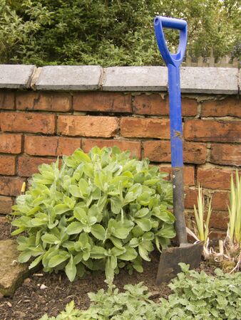 Garden spade in flowerbedの写真素材