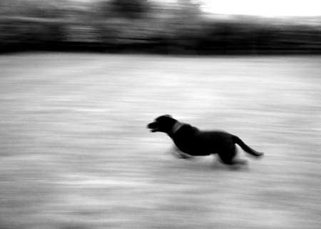 dog runningの写真素材