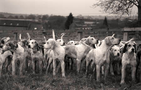 hounds
