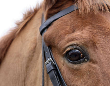 horse close upの写真素材