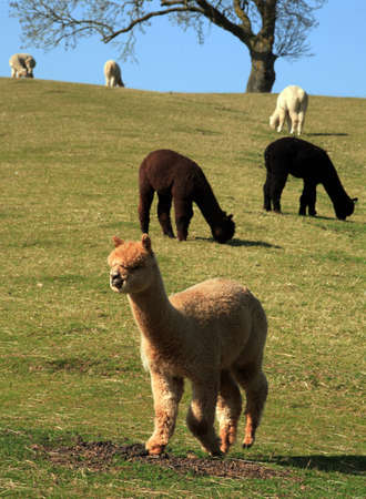 alpacas