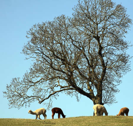alpacas