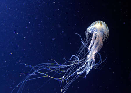 jellyfishの写真素材