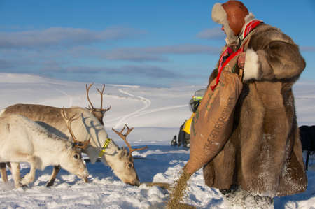 Tromso, Norway, March 28, 2011 - Saami man feeds reindeers in harsh winter conditions, Tromso region, Northern Norway.のeditorial素材