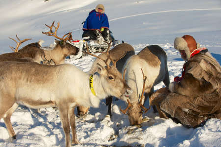 Tromso, Norway, March 28, 2011 - Two Saami men feed reindeers in harsh winter conditions, Tromso region, Northern Norway.のeditorial素材