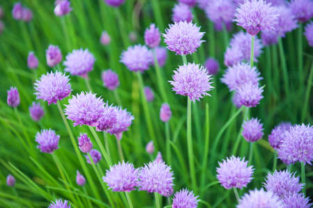 Blue Cornflower Flowers - Blue Centaurea cyanus - at a meadow in Sognefjord, Norway.の写真素材