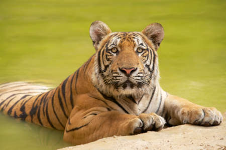 Adult Indochinese tiger at the waterside.の写真素材