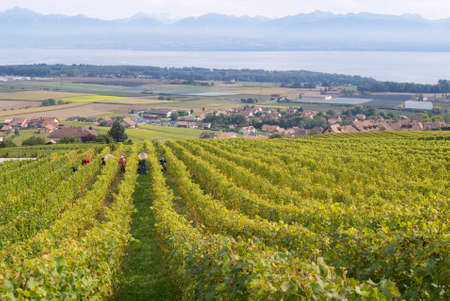 Fechy, Switzerland, September 22, 2007 - Workers harvest grape at a vineyard in Fechy, Switzerland.のeditorial素材