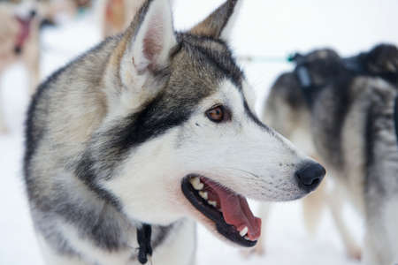 Sledge dog eager to run, Kakslauttanen, Lapland, Finland.の写真素材