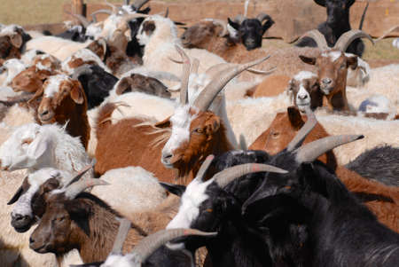 Goats and sheep in a cattle-pen in Central Mongolia.の写真素材