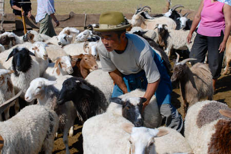 Circa Harhorin, Mongolia, August 25, 2006 - Mongolian man recalculates sheep before cutting wool for felt circa Harhorin, Mongolia.のeditorial素材