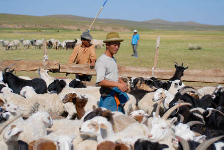 Circa Harhorin, Mongolia,  August 25, 2006 - Mongolians recalculate sheep before cutting wool for felt circa Harhorin, Mongolia.のeditorial素材