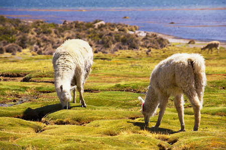 White alpacas graze at the Chungara lake shore in Lauca National park circa Putre, Chile. Lauca National park is located at 3200 meters above sea level.の写真素材