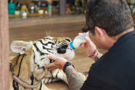 Saiyok, Thailand, May 24, 2009 - Man feeds  Indochinese tiger with milk in Saiyok, Thailand.のeditorial素材