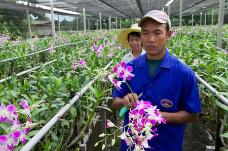 Samut Songkram, Thailand, May 22, 2009 - People work at the orchid farm in Samut Songkram, Thailand.のeditorial素材