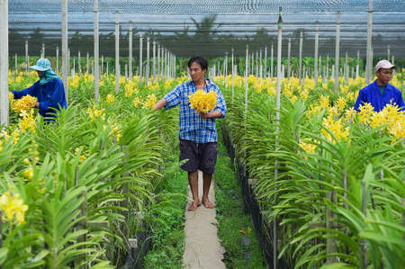 Samut Songkram, Thailand, May 22, 2009 - People work at the orchid farm in Samut Songkram, Thailand.のeditorial素材
