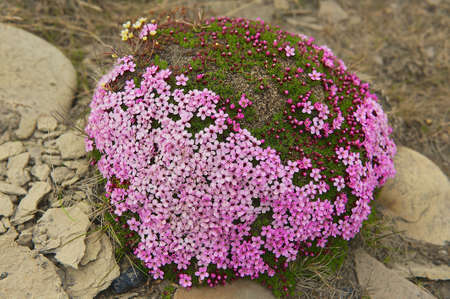 Purple saxifraga blossoms at the moss covering a stone in Longyearbyen Spitzbergen Norway.の写真素材