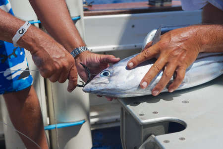 Saint-Denis, Reunion, December 08, 2010 - People fix tuna fish as a bait for marlin fishing, at sea...