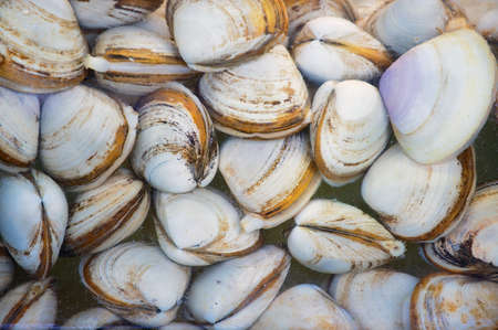 Clam at the seafood market in Hong Kong, China.の写真素材