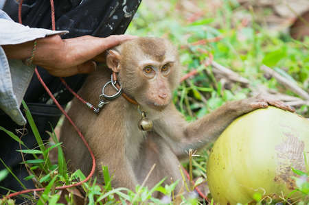 Koh Samui, Thailand, April 07, 2012 - Farmer sits with monkey the coconut plantation at Koh Samui,...