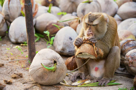 Monkey eats coconut at the coconut plantation at Koh Samui, Thailand. Farmers at Koh Samui train monkeys to collect coconuts from palm trees.の写真素材